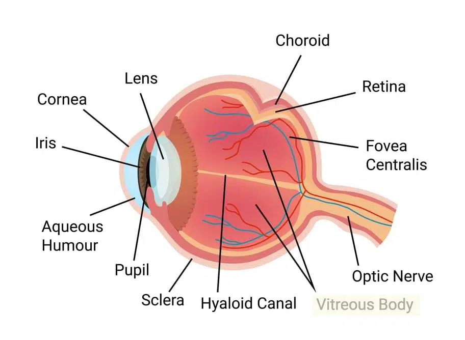 vitrectomy explained